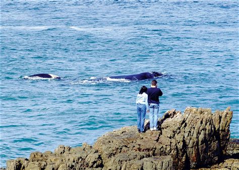 Whale watching season in Hermanus